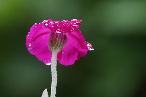 雨の日の酔天翁