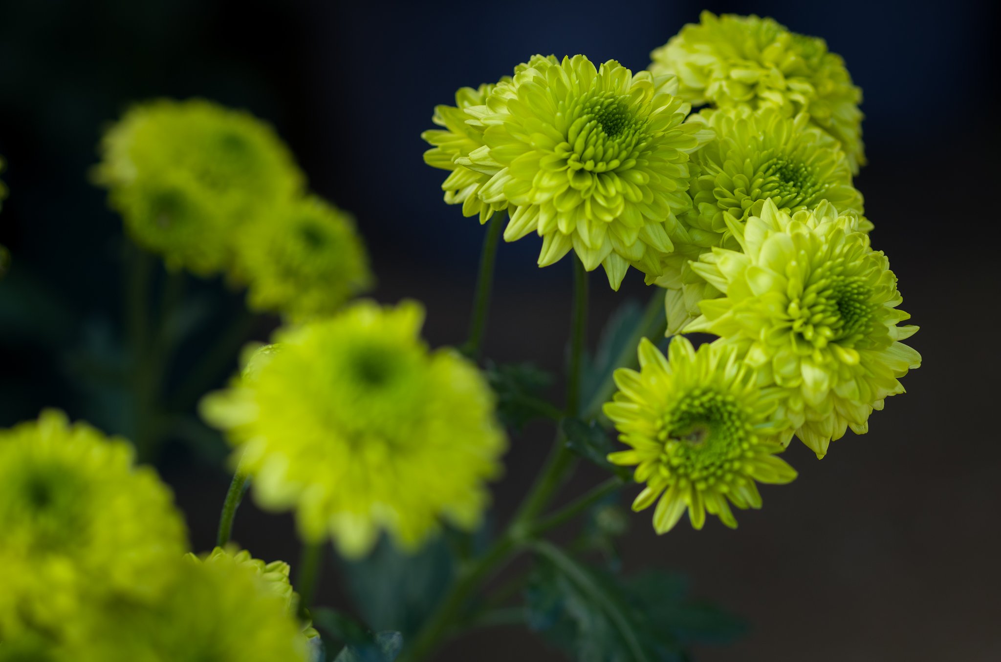 SIGMA MACRO 70mm F2.8 