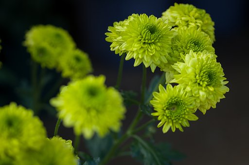 SIGMA MACRO 70mm F2.8 