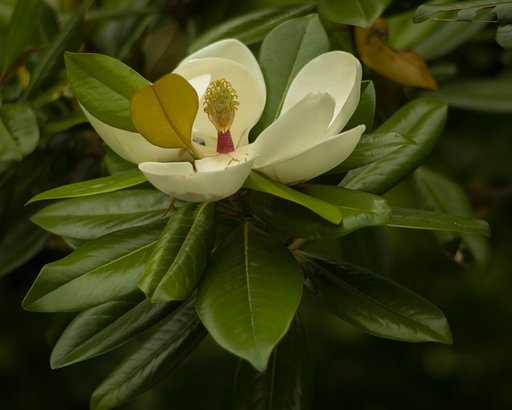 タイサンボク