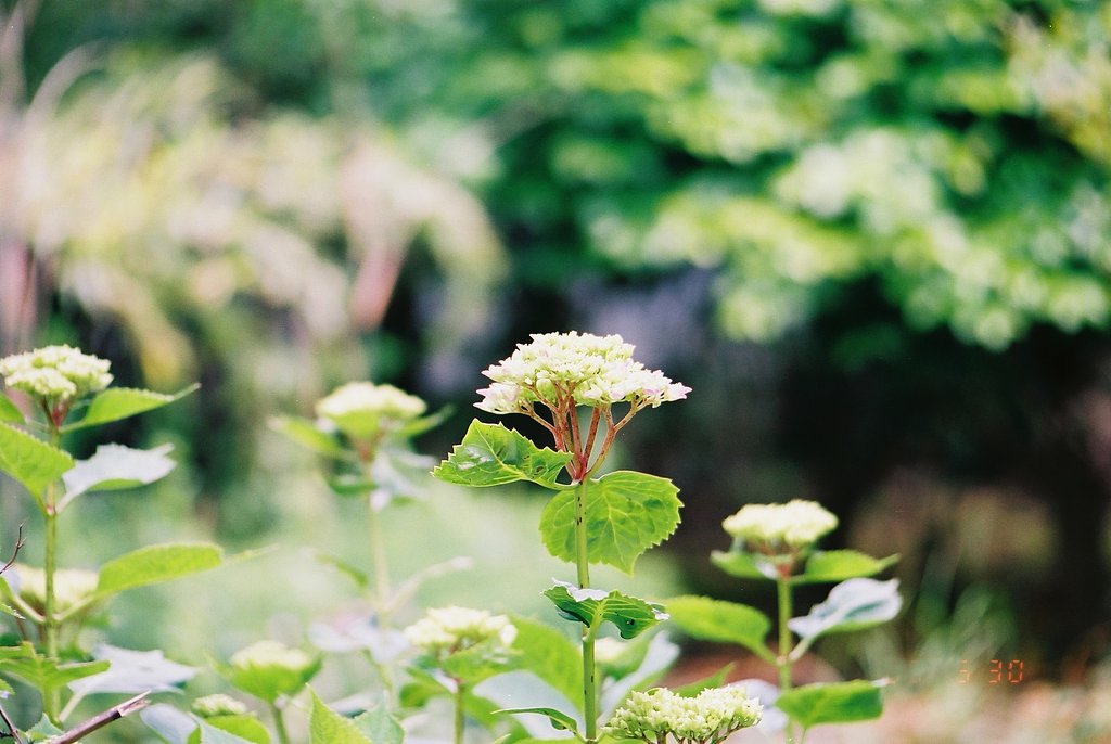 フィルムで撮った紫陽花