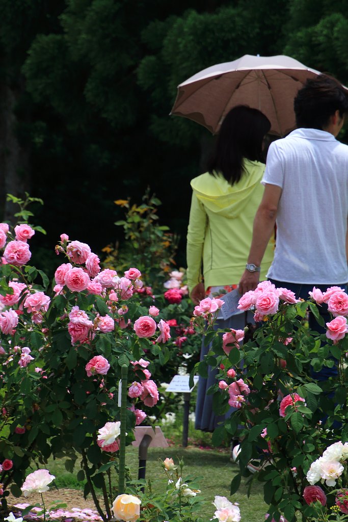 【美学】君は薔薇より美しい2015