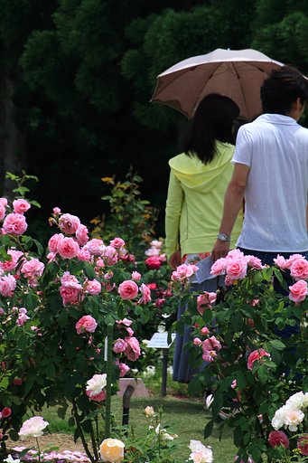 【美学】君は薔薇より美しい2015