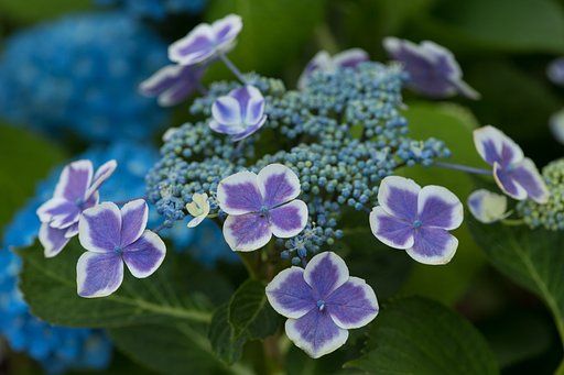 EF180mm F3.5 L MACRO USM