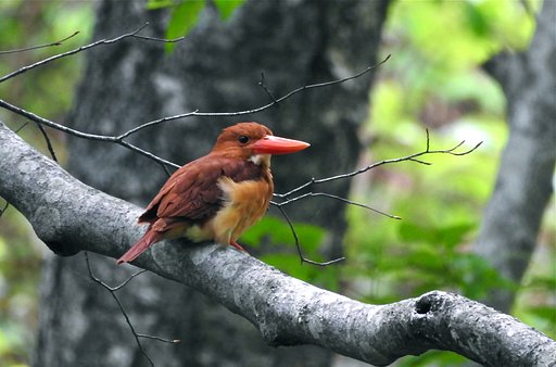 アカショウビン