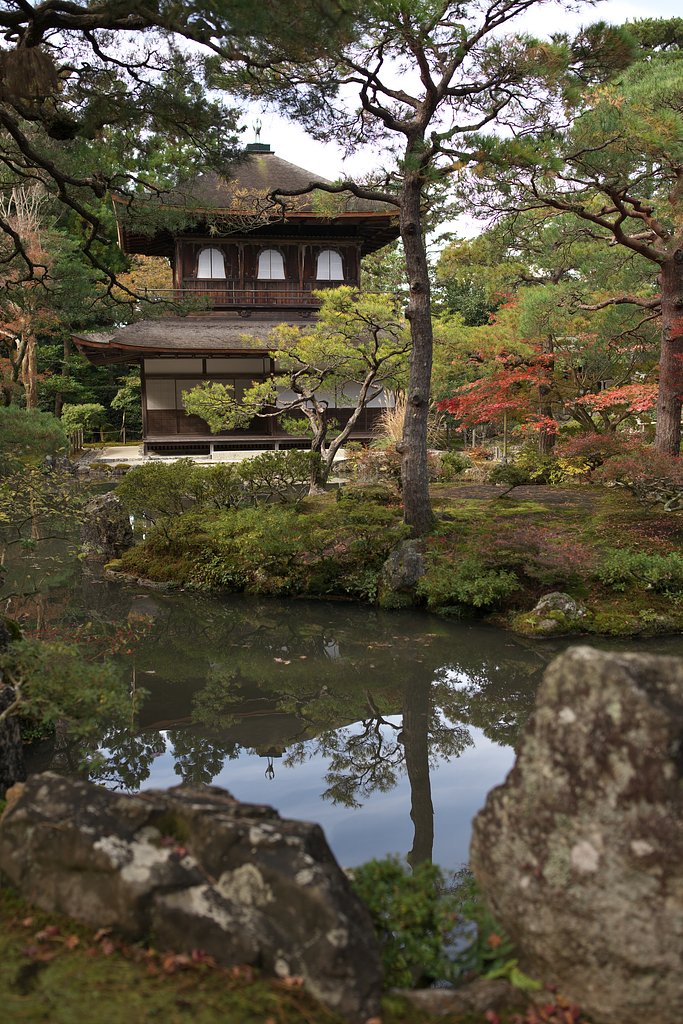 鳳凰、池に映る