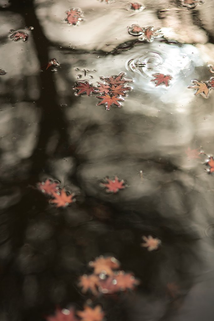 水面の秋