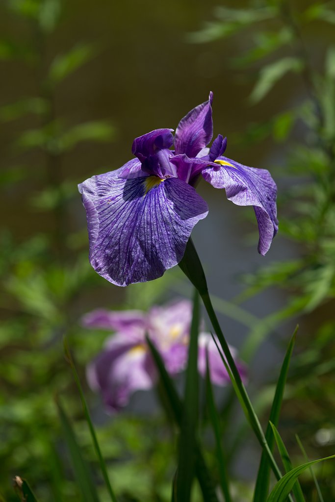 EF180mm F3.5 L MACRO