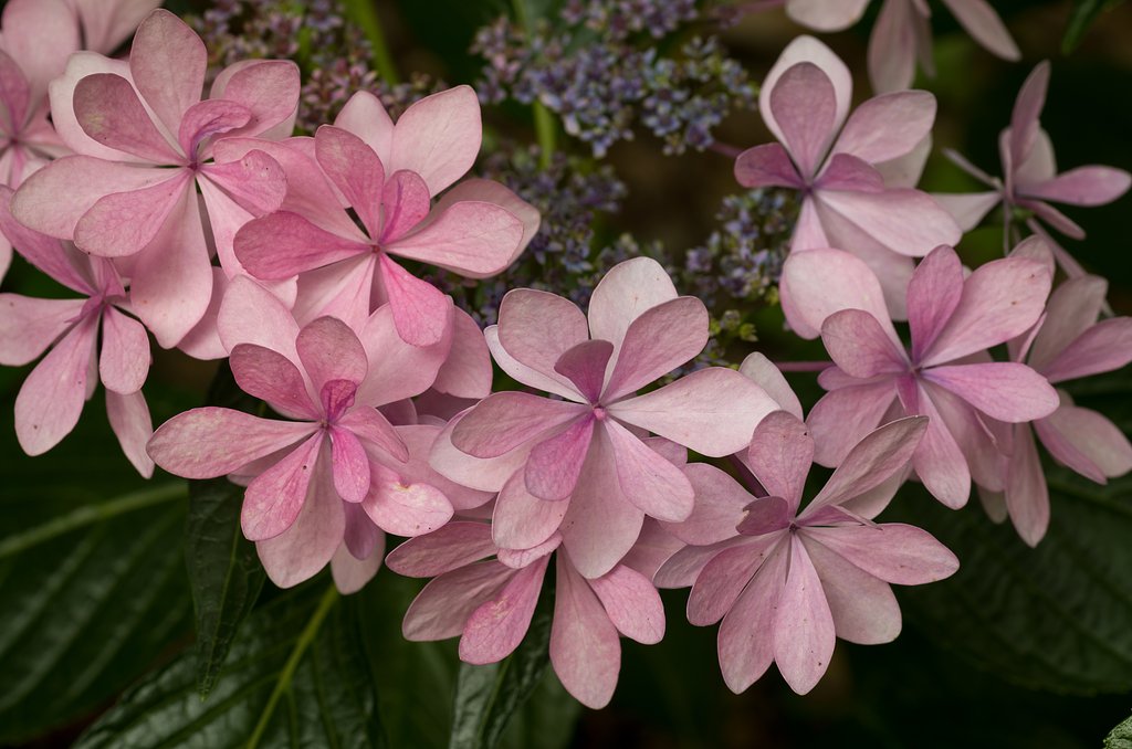 SIGMA MACRO 70mm F2.8 
