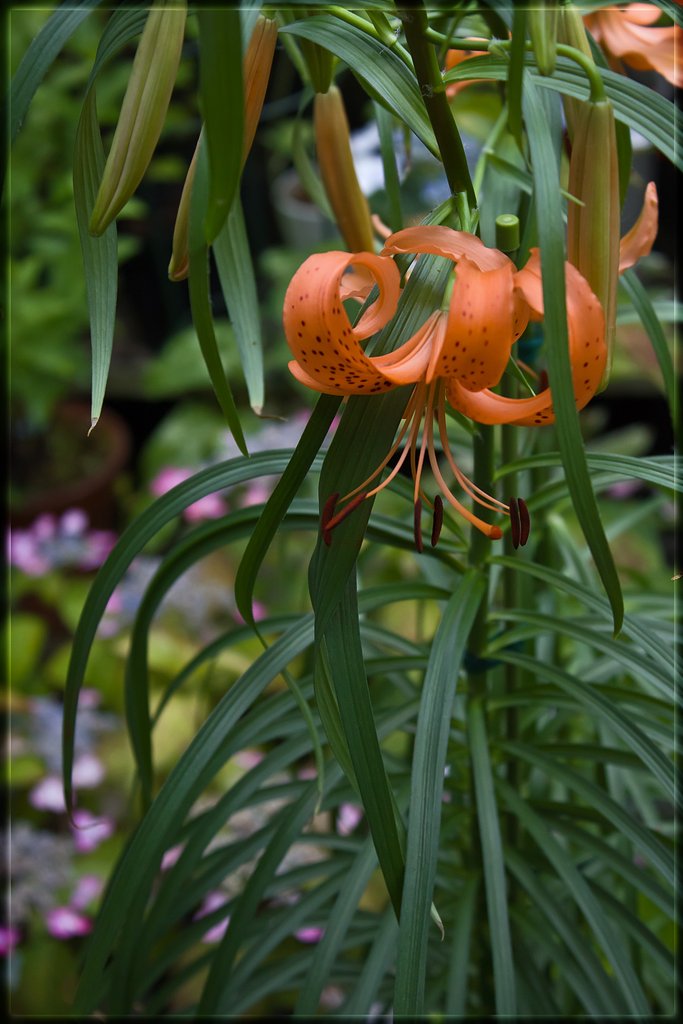 ユリネの花