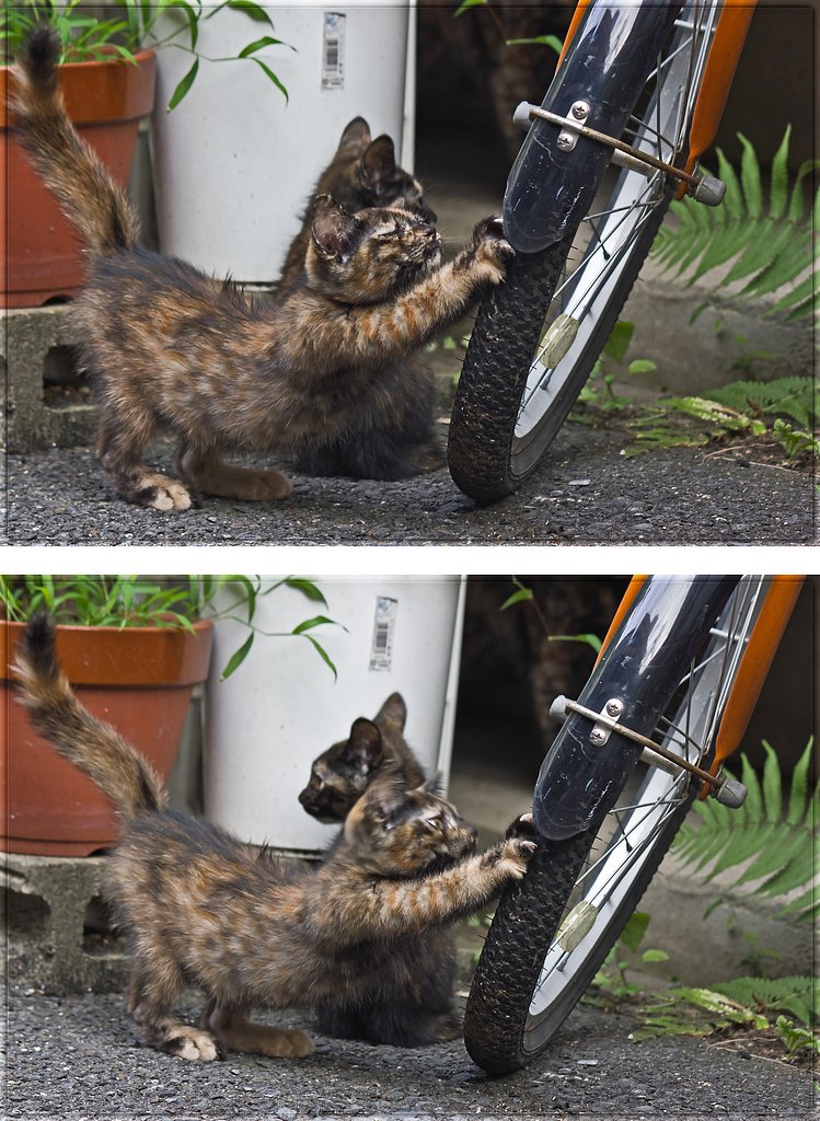 【フリー】今朝は子猫と