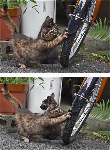 【フリー】今朝は子猫と