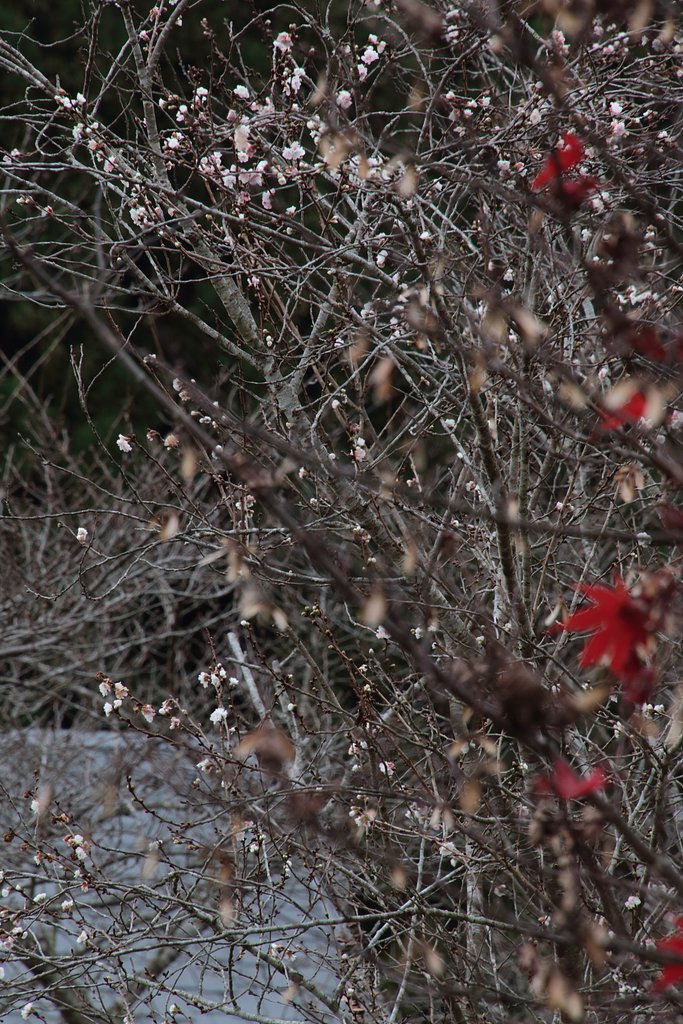 十月桜？in　湧永記念庭園