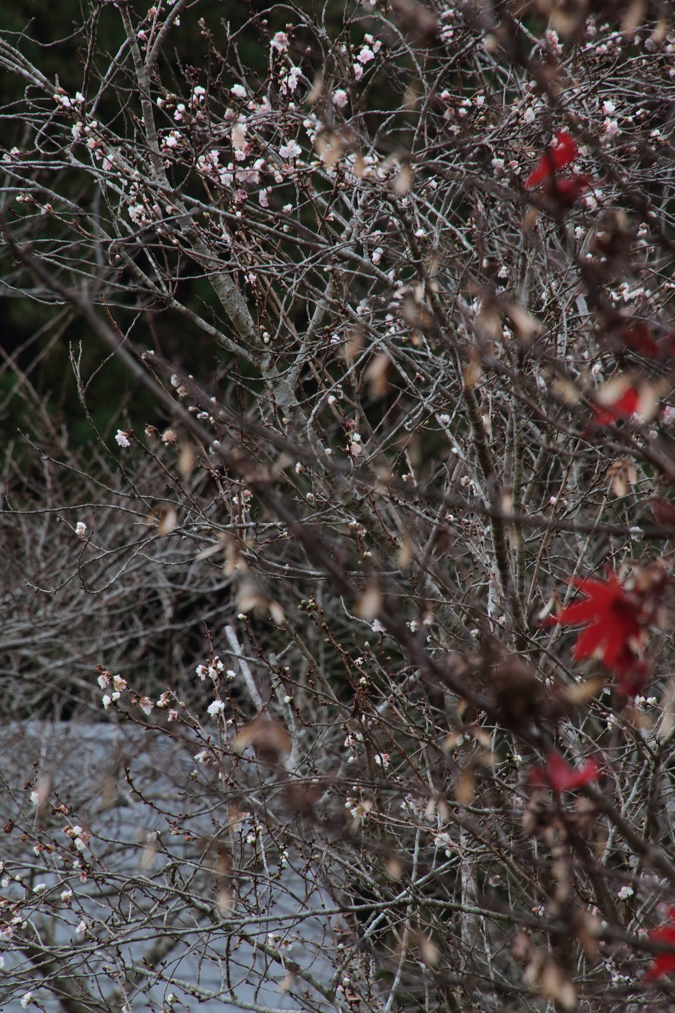 十月桜？in　湧永記念庭園