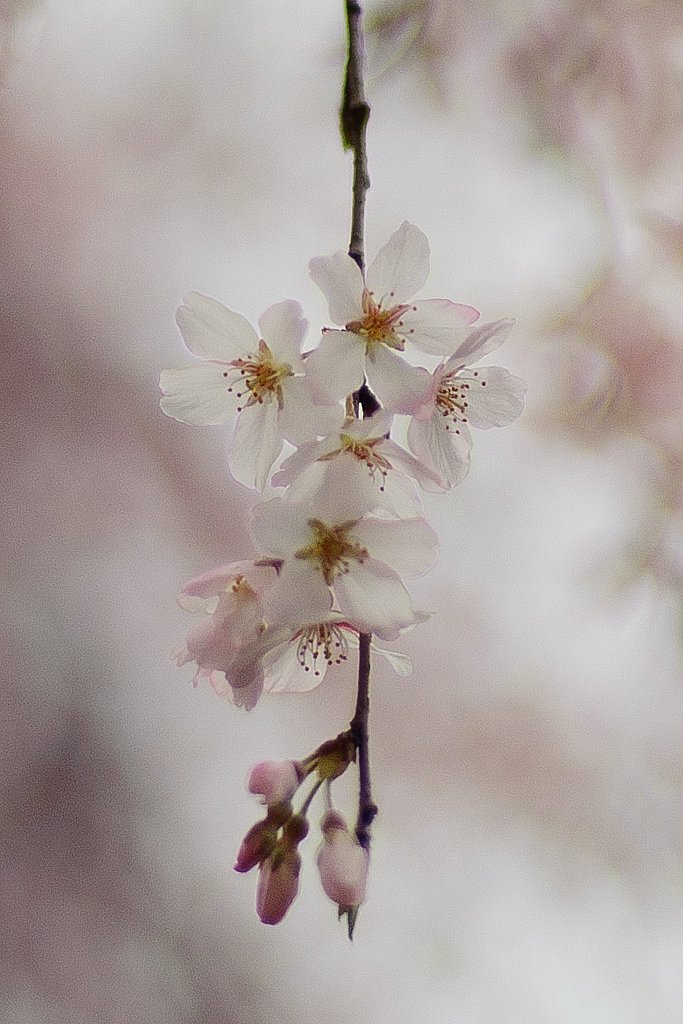 しだれ桜