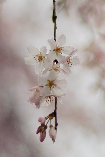 しだれ桜