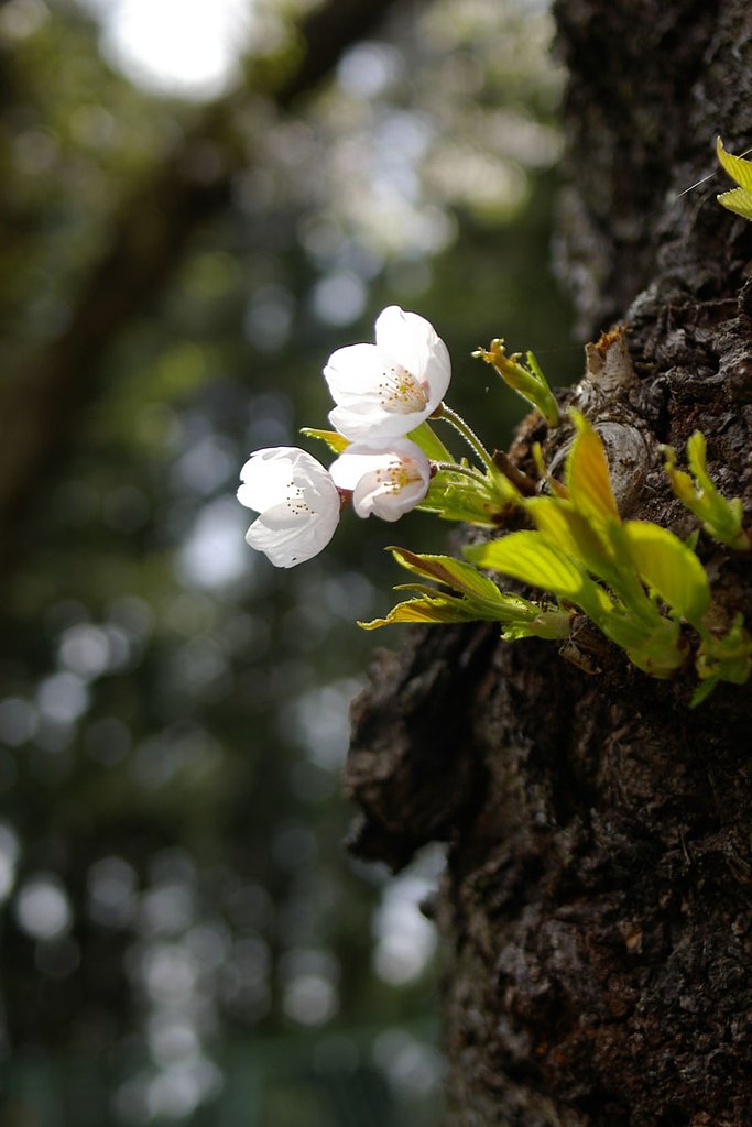 ひかえめな桜