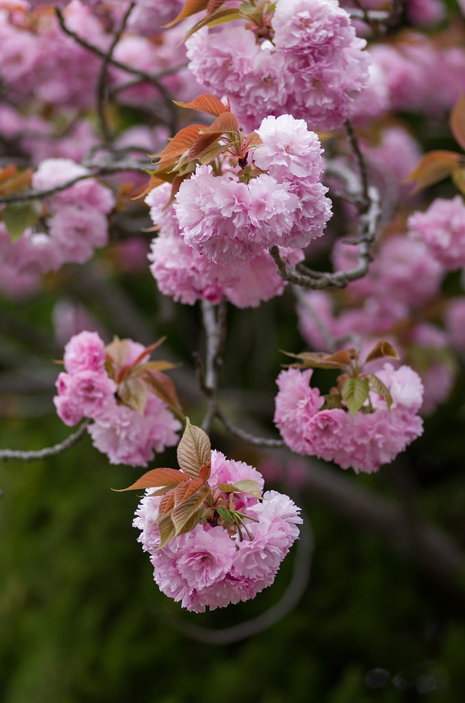 PENTAX-D FA MACRO 100mmF2.8 