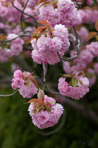 PENTAX-D FA MACRO 100mmF2.8 