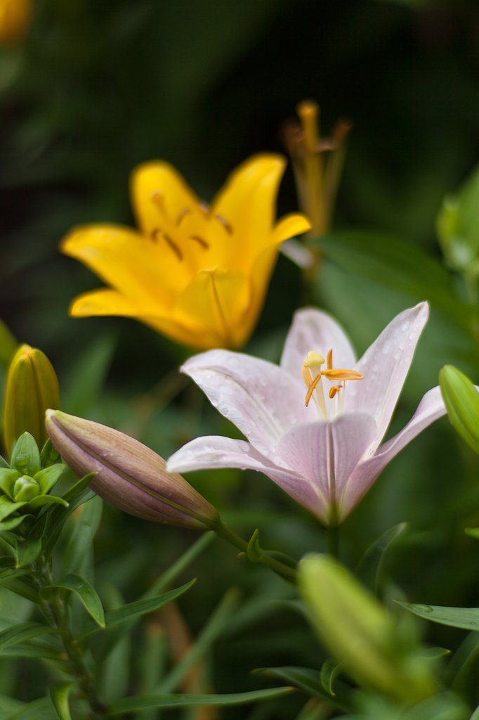 Carl Zeiss Planar T* 1.4/85 ZE 