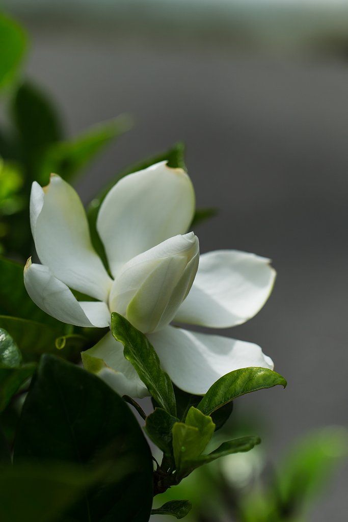 EF100mm F2.8 L MACRO IS USM