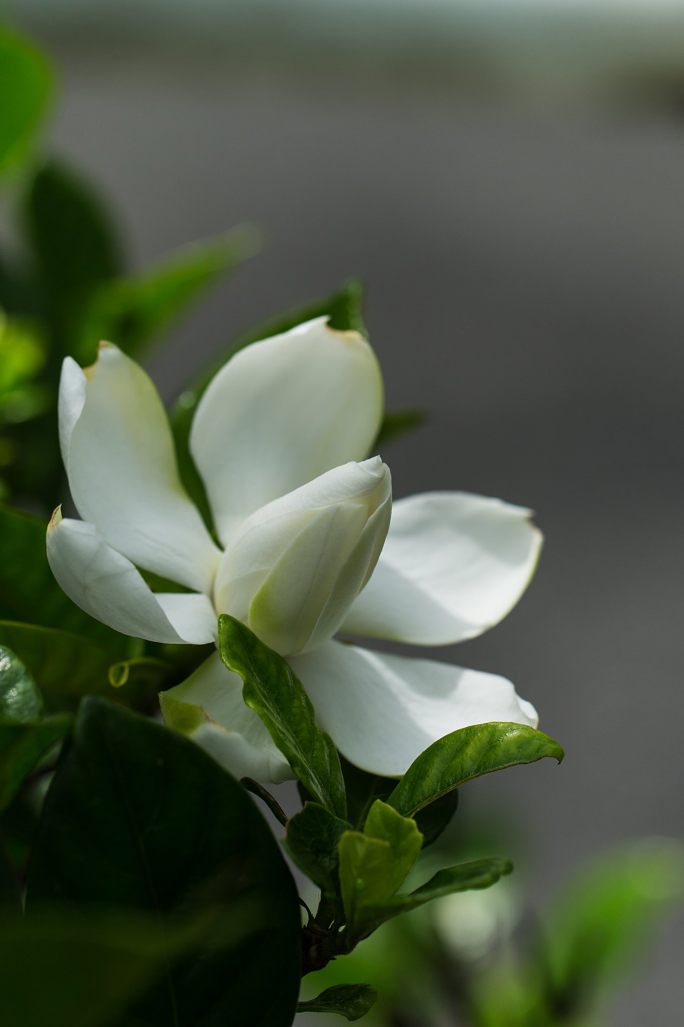 EF100mm F2.8 L MACRO IS USM