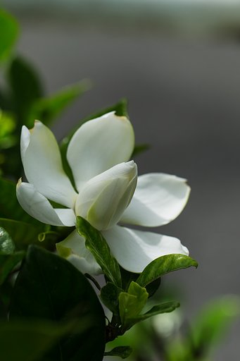 EF100mm F2.8 L MACRO IS USM