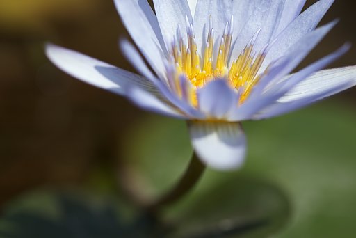 CONTAX　MS100mmF2.8
