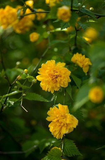 SIGMA MACRO 70mm F2.8 