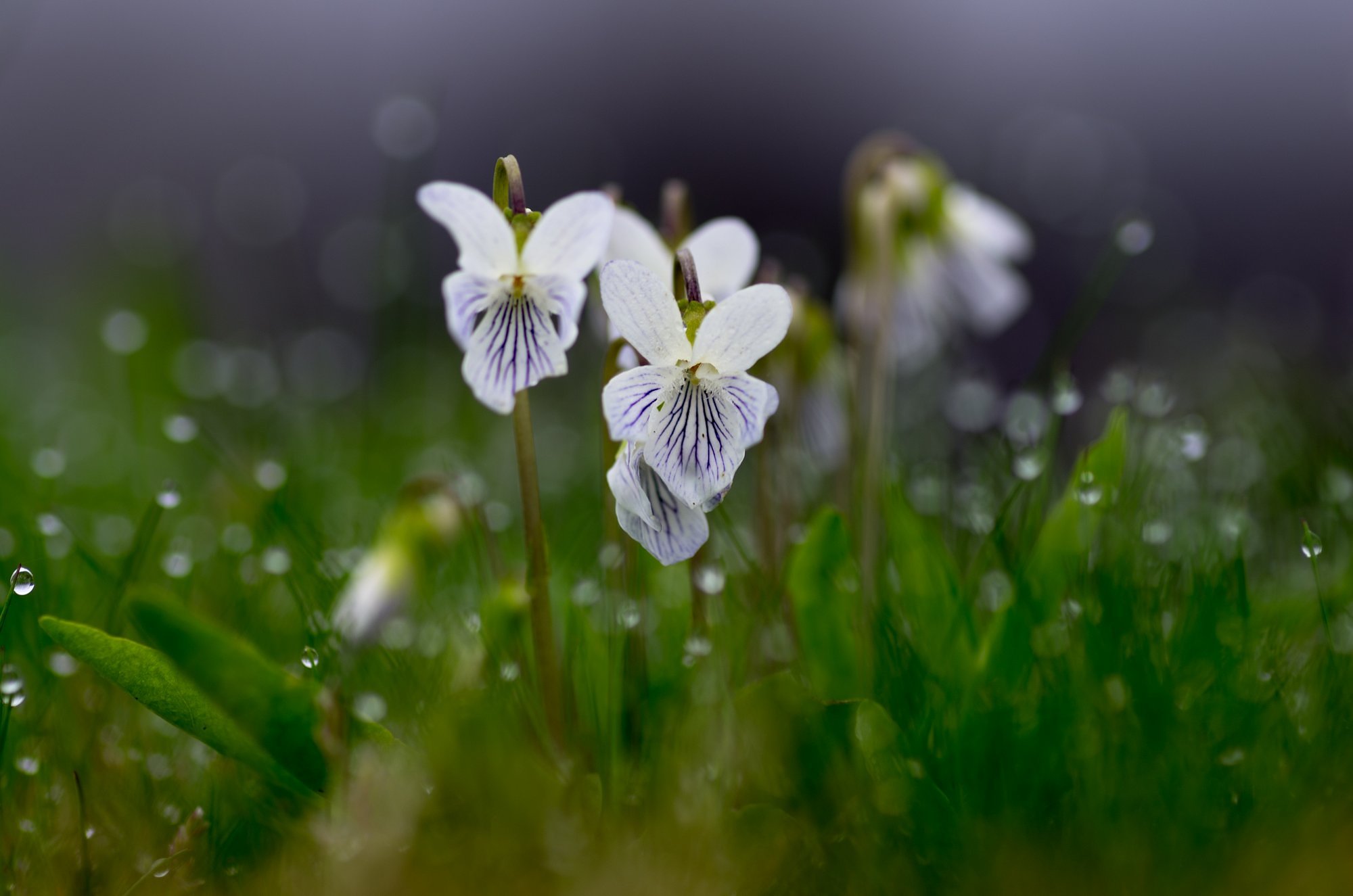 農道脇のスミレ。