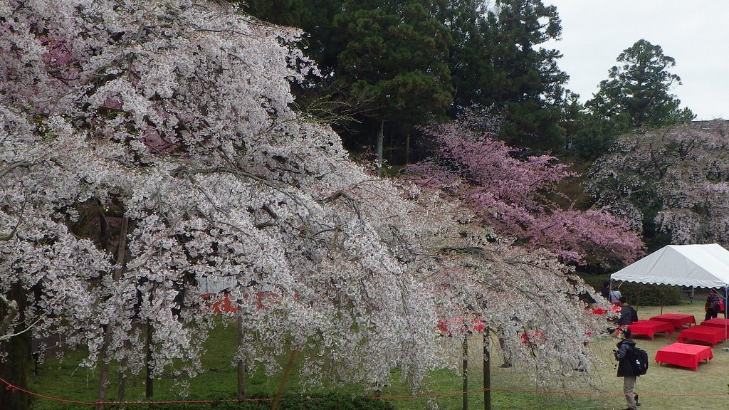 醍醐の花見