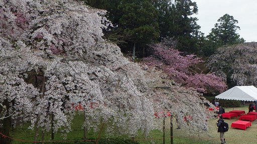 醍醐の花見