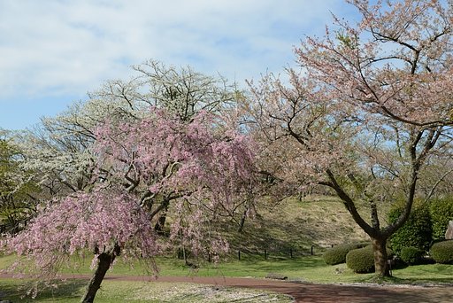 枝垂れ桜
