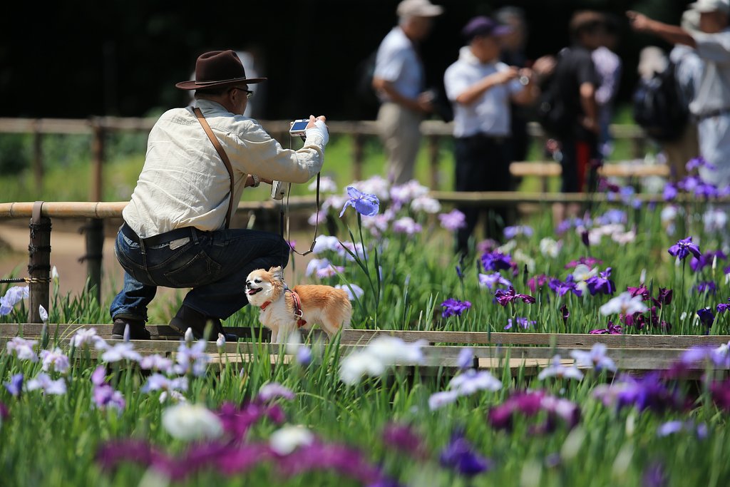 わが町の菖蒲まつり（その１）　かっこいいジーンズのおじさん