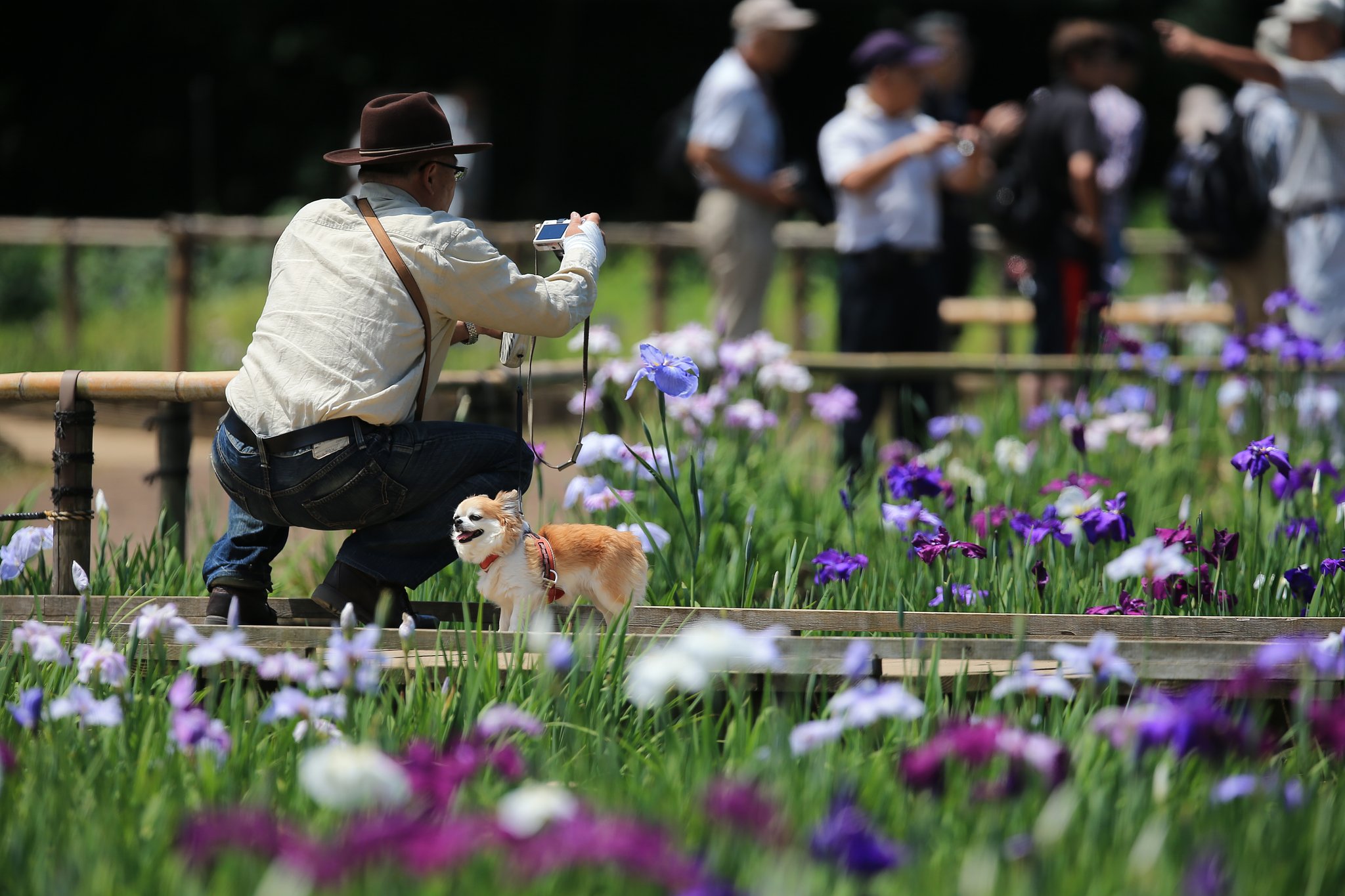 わが町の菖蒲まつり（その１）　かっこいいジーンズのおじさん