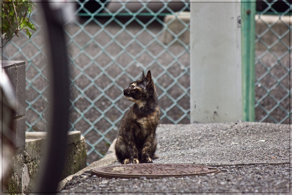 子猫がいる町の朝