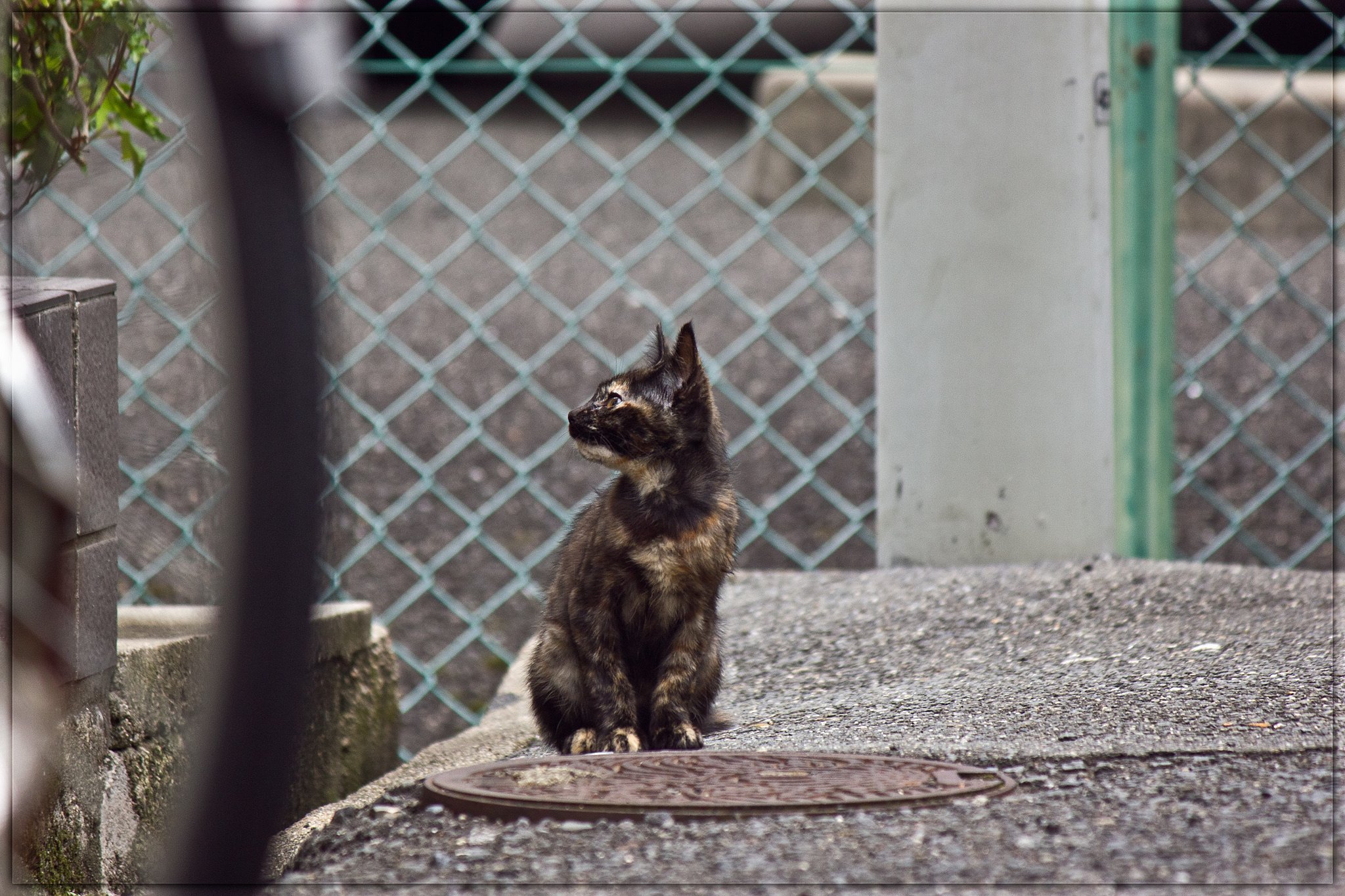 子猫がいる町の朝