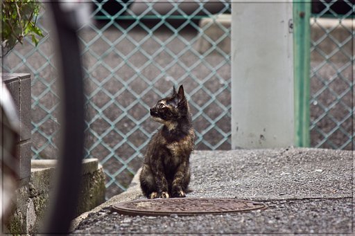 子猫がいる町の朝