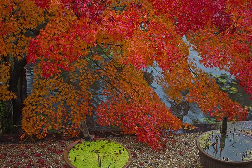 黄檗の紅葉寺 ２
