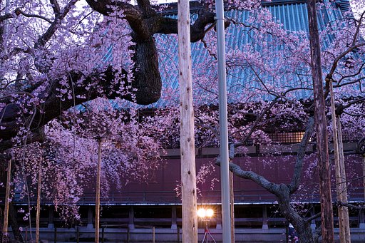 夕桜