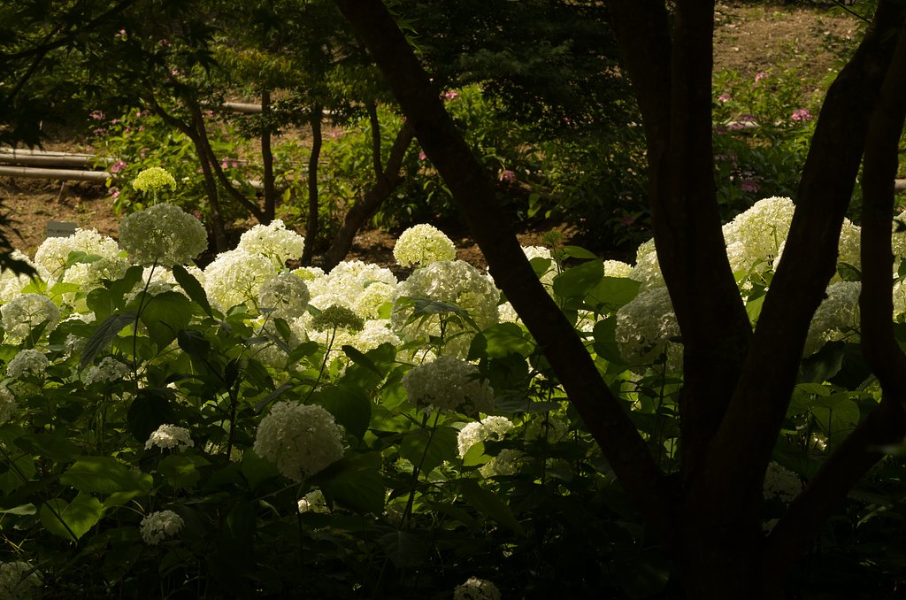 SIGMA MACRO 70mm F2.8 