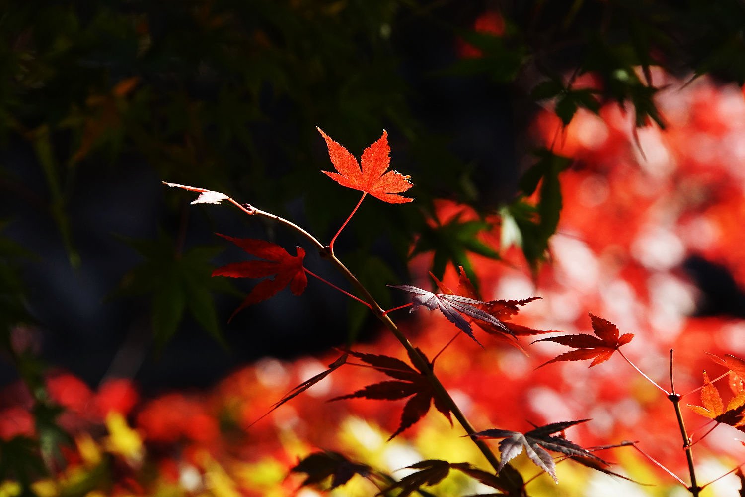 東京の紅葉