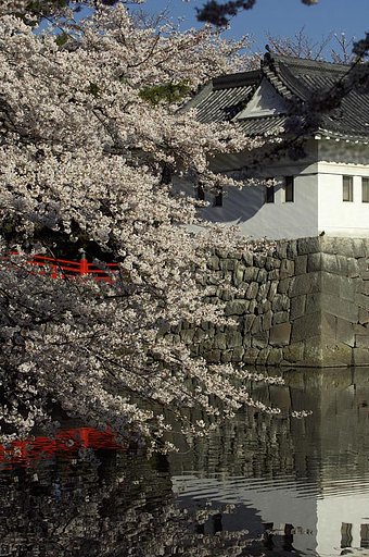 小田原城満開桜