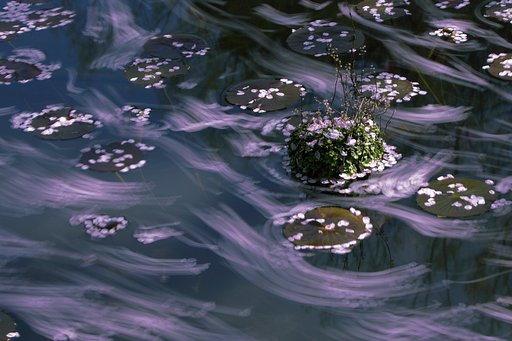 さくら　流し
