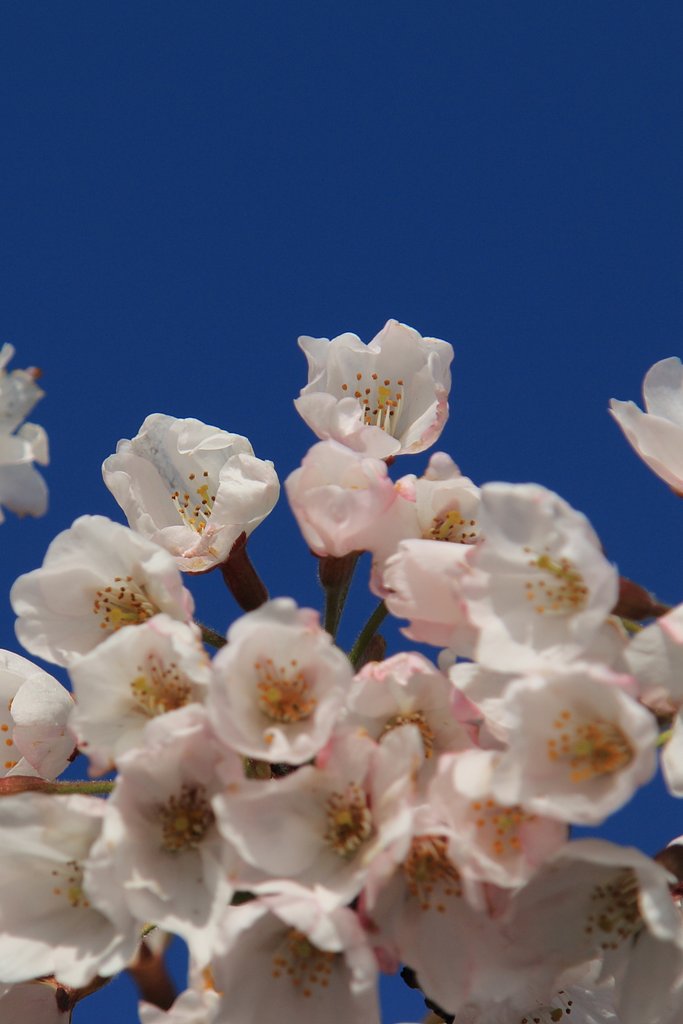 標高800mの桜2015
