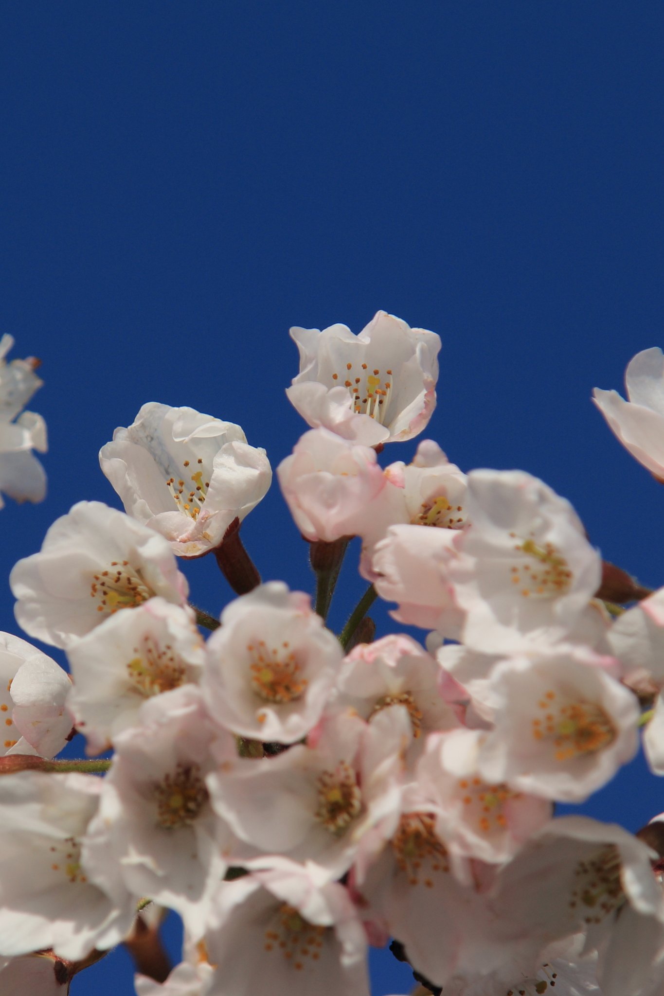 標高800mの桜2015