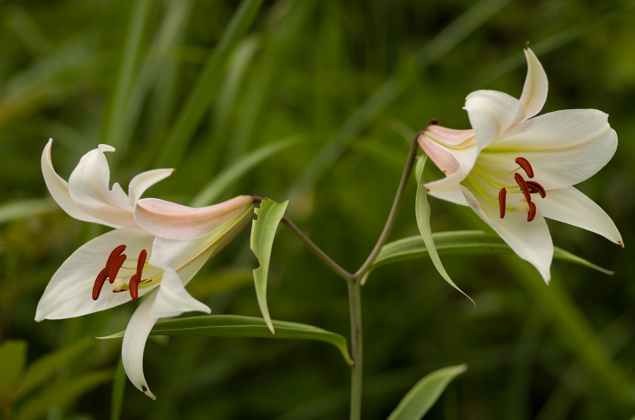 PENTAX-D FA MACRO 100mmF2.8 