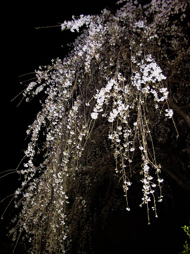 酒に花　花に風