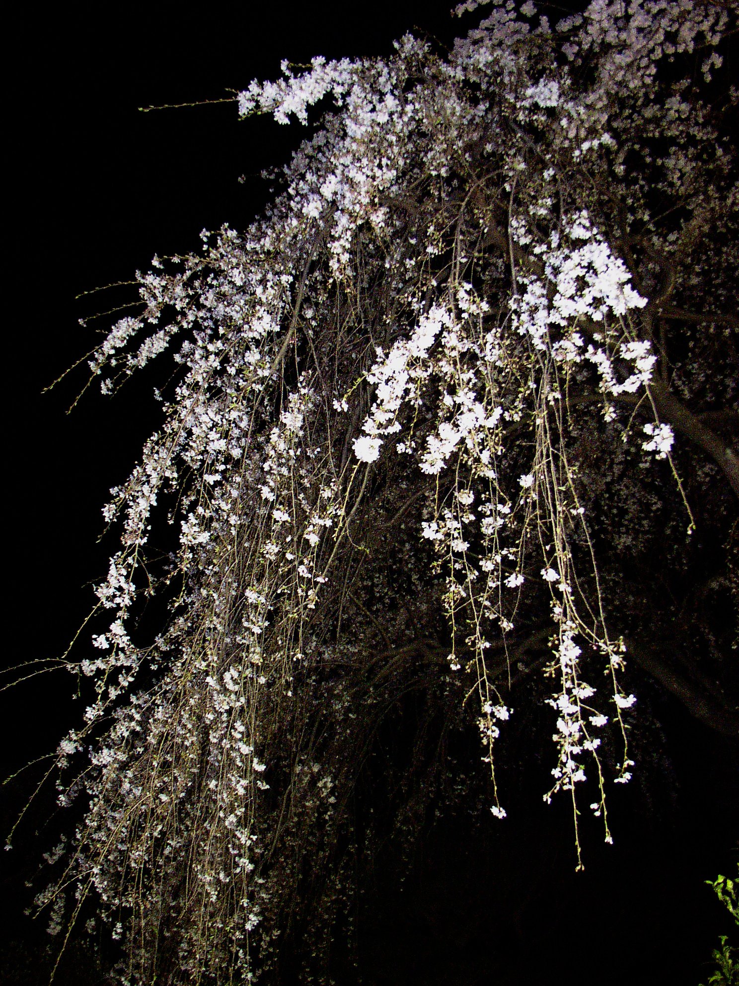 酒に花　花に風
