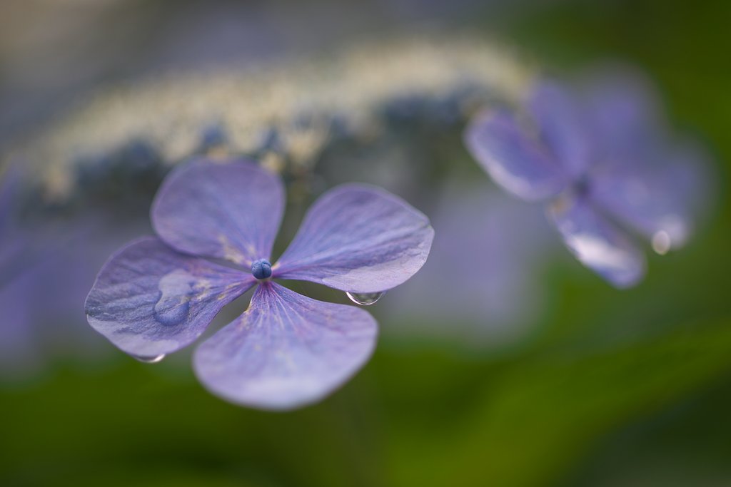 Makro-Planar 50mm F2 ZF 